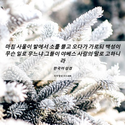 Picture 06 - 사무엘상 11:5 KOR - 마침 사울이 밭에서 소를 몰고 - Bible Verse Picture