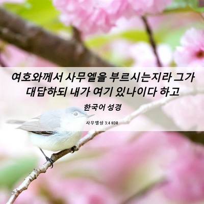 Picture 06 - 사무엘상 3:4 KOR - 여호와께서 사무엘을 부르시는지라 - Bible Verse Picture