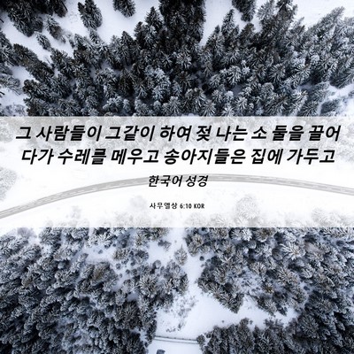 Picture 06 - 사무엘상 6:10 KOR - 그 사람들이 그같이 하여 젖 나는 소 - Bible Verse Picture