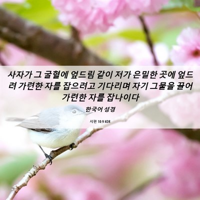 Picture 06 - 시편 10:9 KOR - 사자가 그 굴혈에 엎드림 같이 저가 - Bible Verse Picture