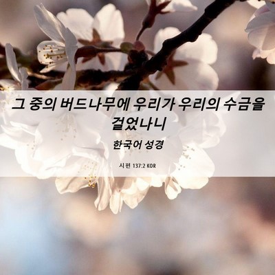 Picture 06 - 시편 137:2 KOR - 그 중의 버드나무에 우리가 우리의 - Bible Verse Picture