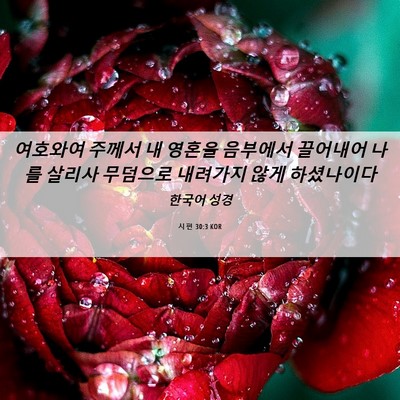 Picture 06 - 시편 30:3 KOR - 여호와여 주께서 내 영혼을 음부에서 - Bible Verse Picture