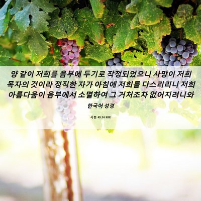Picture 06 - 시편 49:14 KOR - 양 같이 저희를 음부에 두기로 - Bible Verse Picture