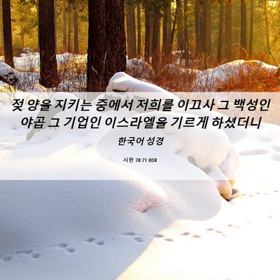 Picture 06 - 시편 78:71 KOR - 젖 양을 지키는 중에서 저희를 - Bible Verse Picture