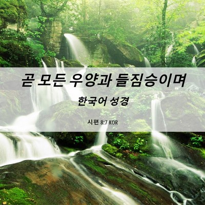 Picture 06 - 시편 8:7 KOR - 곧 모든 우양과 - Bible Verse Picture