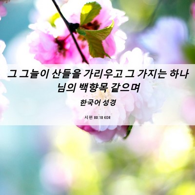 Picture 06 - 시편 80:10 KOR - 그 그늘이 산들을 가리우고 그 - Bible Verse Picture