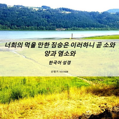 Picture 06 - 신명기 14:4 KOR - 너희의 먹을 만한 짐승은 이러하니 - Bible Verse Picture