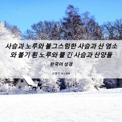 Picture 06 - 신명기 14:5 KOR - 사슴과 노루와 불그스럼한 사슴과 산 - Bible Verse Picture