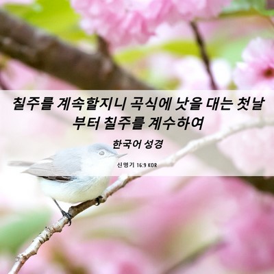 Picture 06 - 신명기 16:9 KOR - 칠주를 계속할지니 곡식에 낫을 대는 - Bible Verse Picture