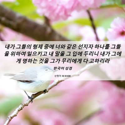 Picture 06 - 신명기 18:18 KOR - 내가 그들의 형제 중에 너와 같은 - Bible Verse Picture