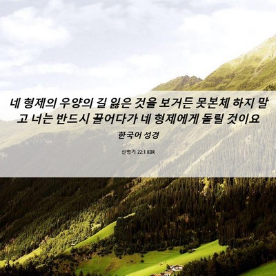 Picture 06 - 신명기 22:1 KOR - 네 형제의 우양의 길 잃은 것을 - Bible Verse Picture