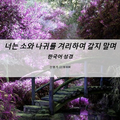 Picture 06 - 신명기 22:10 KOR - 너는 소와 나귀를 겨리하여 갈지 - Bible Verse Picture