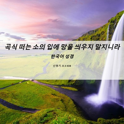 Picture 06 - 신명기 25:4 KOR - 곡식 떠는 소의 입에 망을 씌우지 - Bible Verse Picture