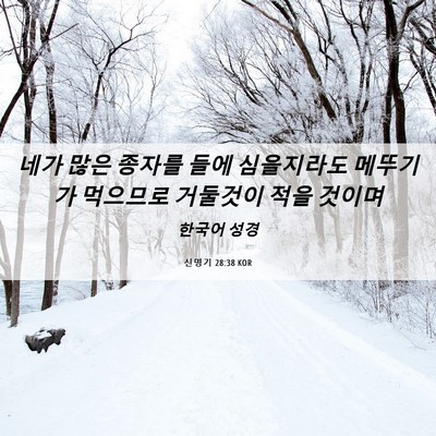 Picture 06 - 신명기 28:38 KOR - 네가 많은 종자를 들에 심을지라도 - Bible Verse Picture