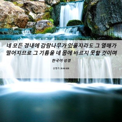 Picture 06 - 신명기 28:40 KOR - 네 모든 경내에 감람나무가 - Bible Verse Picture