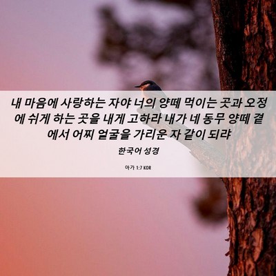 Picture 06 - 아가 1:7 KOR - 내 마음에 사랑하는 자야 너의 양떼 - Bible Verse Picture
