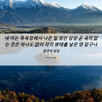 Picture 06 - 아가 4:2 KOR - 네 이는 목욕장에서 나온 털 깎인 - Bible Verse Picture