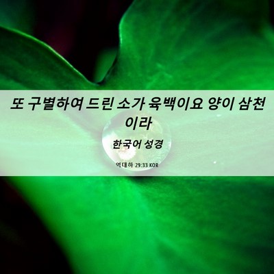 Picture 06 - 역대하 29:33 KOR - 또 구별하여 드린 소가 육백이요 - Bible Verse Picture