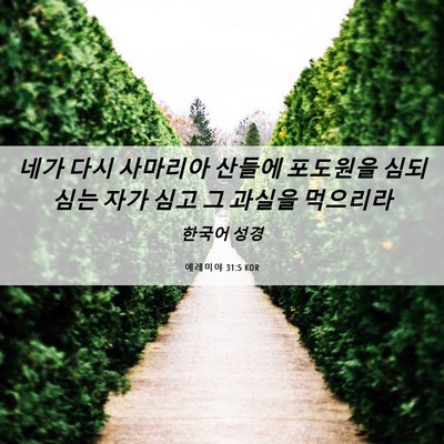 Picture 06 - 예레미야 31:5 KOR - 네가 다시 사마리아 산들에 포도원을 - Bible Verse Picture