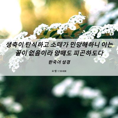 Picture 06 - 요엘 1:18 KOR - 생축이 탄식하고 소떼가 민망해하니 - Bible Verse Picture