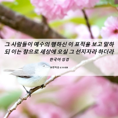 Picture 06 - 요한복음 6:14 KOR - 그 사람들이 예수의 행하신 이 - Bible Verse Picture