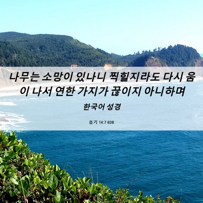 Picture 06 - 욥기 14:7 KOR - 나무는 소망이 있나니 찍힐지라도 - Bible Verse Picture