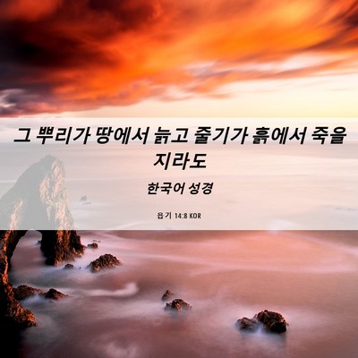 Picture 06 - 욥기 14:8 KOR - 그 뿌리가 땅에서 늙고 줄기가 - Bible Verse Picture