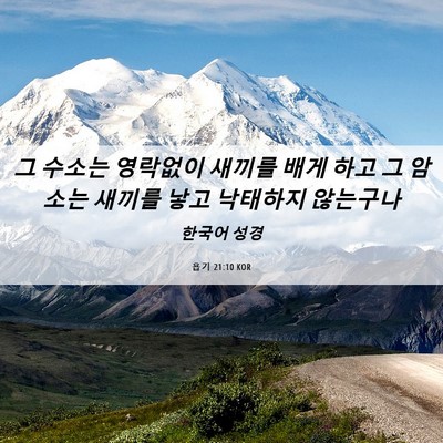 Picture 06 - 욥기 21:10 KOR - 그 수소는 영락없이 새끼를 배게 - Bible Verse Picture