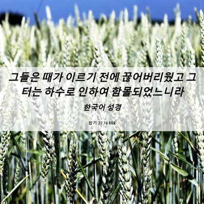 Picture 06 - 욥기 22:16 KOR - 그들은 때가 이르기 전에 - Bible Verse Picture