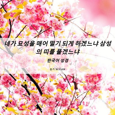 Picture 06 - 욥기 38:31 KOR - 네가 묘성을 매어 떨기 되게 - Bible Verse Picture