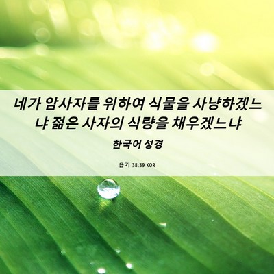 Picture 06 - 욥기 38:39 KOR - 네가 암사자를 위하여 식물을 - Bible Verse Picture