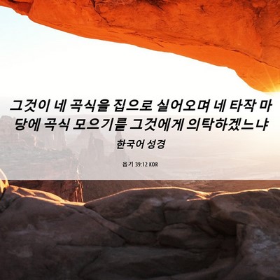 Picture 06 - 욥기 39:12 KOR - 그것이 네 곡식을 집으로 실어오며 - Bible Verse Picture