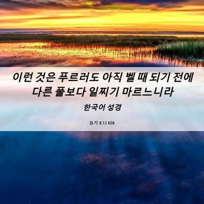 Picture 06 - 욥기 8:12 KOR - 이런 것은 푸르러도 아직 벨 때 되기 - Bible Verse Picture