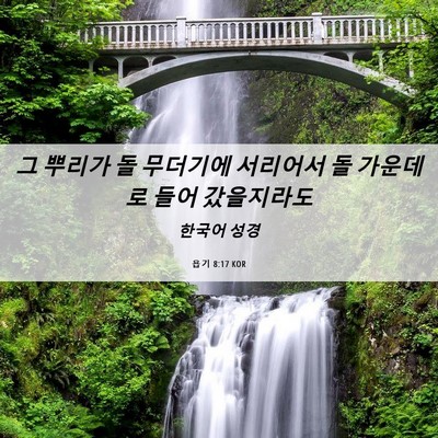 Picture 06 - 욥기 8:17 KOR - 그 뿌리가 돌 무더기에 서리어서 돌 - Bible Verse Picture