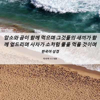 Picture 06 - 이사야 11:7 KOR - 암소와 곰이 함께 먹으며 그것들의 - Bible Verse Picture