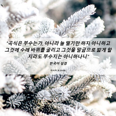 Picture 06 - 이사야 28:28 KOR - 