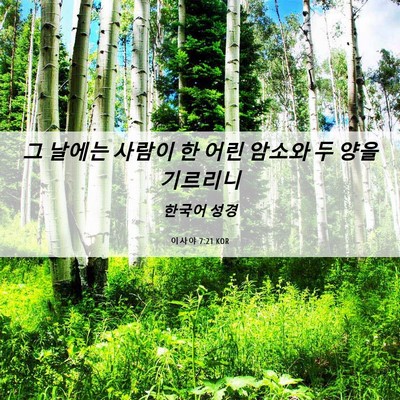 Picture 06 - 이사야 7:21 KOR - 그 날에는 사람이 한 어린 암소와 두 - Bible Verse Picture