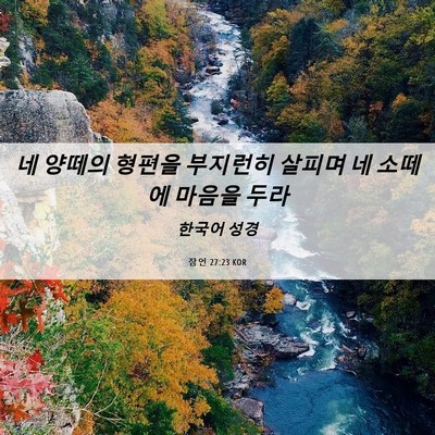 Picture 06 - 잠언 27:23 KOR - 네 양떼의 형편을 부지런히 살피며 - Bible Verse Picture