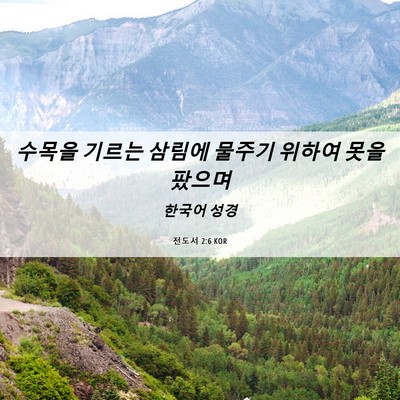 Picture 06 - 전도서 2:6 KOR - 수목을 기르는 삼림에 물주기 위하여 - Bible Verse Picture