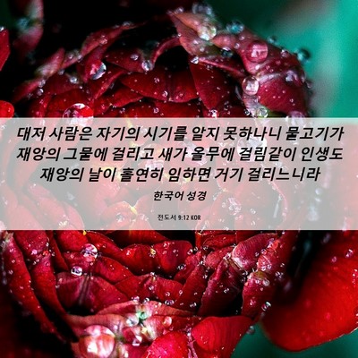 Picture 06 - 전도서 9:12 KOR - 대저 사람은 자기의 시기를 알지 - Bible Verse Picture