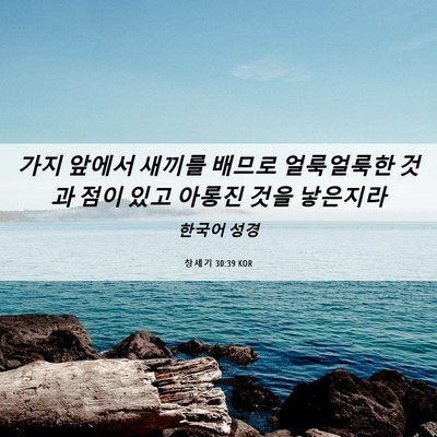 Picture 06 - 창세기 30:39 KOR - 가지 앞에서 새끼를 배므로 - Bible Verse Picture
