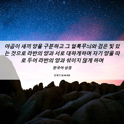 Picture 06 - 창세기 30:40 KOR - 야곱이 새끼 양을 구분하고 그 - Bible Verse Picture