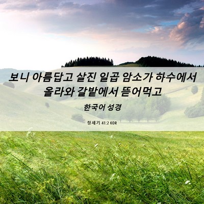 Picture 06 - 창세기 41:2 KOR - 보니 아름답고 살진 일곱 암소가 - Bible Verse Picture