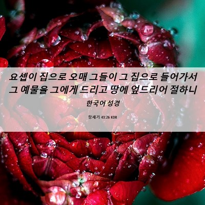 Picture 06 - 창세기 43:26 KOR - 요셉이 집으로 오매 그들이 그 - Bible Verse Picture