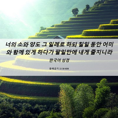 Picture 06 - 출애굽기 22:30 KOR - 너의 소와 양도 그 일례로 하되 칠일 - Bible Verse Picture