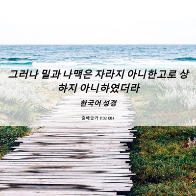 Picture 06 - 출애굽기 9:32 KOR - 그러나 밀과 나맥은 자라지 - Bible Verse Picture