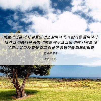 Picture 06 - 호세아 10:11 KOR - 에브라임은 마치 길들인 암소같아서 - Bible Verse Picture