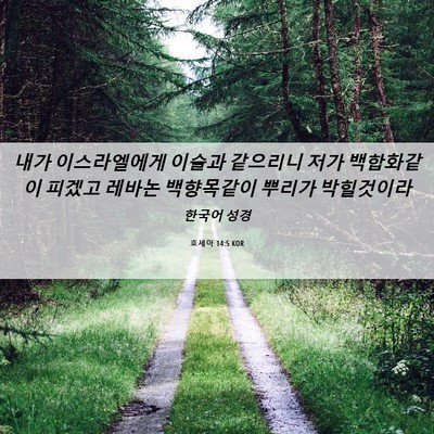 Picture 06 - 호세아 14:5 KOR - 내가 이스라엘에게 이슬과 같으리니 - Bible Verse Picture