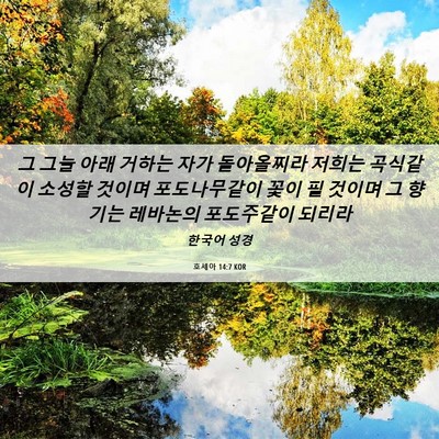 Picture 06 - 호세아 14:7 KOR - 그 그늘 아래 거하는 자가 - Bible Verse Picture