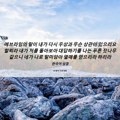 Picture 06 - 호세아 14:8 KOR - 에브라임의 말이 내가 다시 우상과 - Bible Verse Picture